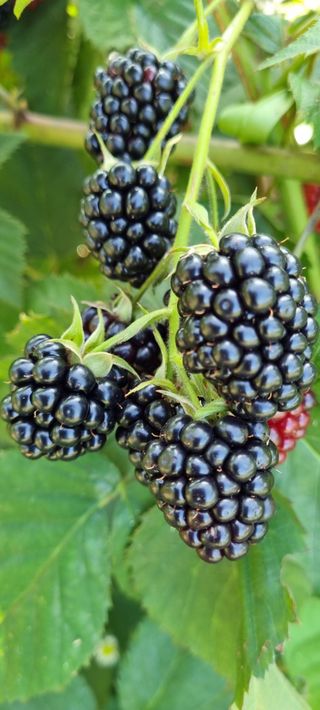 대삼팜스빌리지님의 자유주제 · 자유게시판 작성글 사진