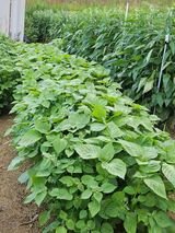 팜모닝 들깨·자유게시판 게시글 이미지