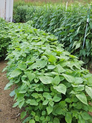 필사과농원님의 들깨 · 자유게시판 작성글 사진