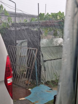 호미대장님의 들깨 · 자유게시판 작성글 사진