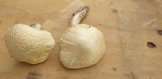 작은농부님의 버섯 · 병해충상담 작성글 사진