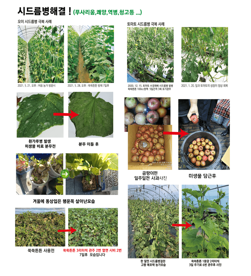 단지바이오님의 장터 판매 상품 [[단지바이오] 1석2조 유용미생물 특수미량 원소 포함 / 강력한 살충효과와 식물영양제효과] 첨부 사진