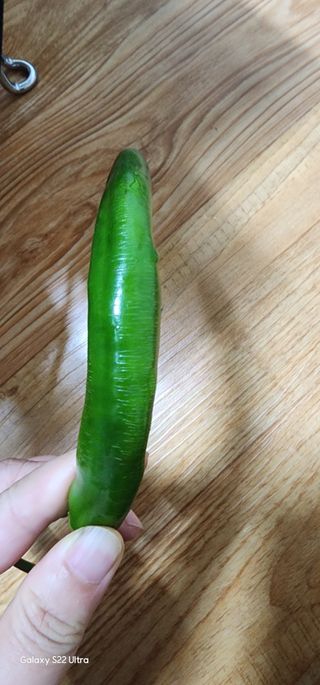 골골님의 고추 · 병해충상담 작성글 사진