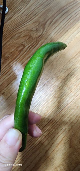 골골님의 고추 · 병해충상담 작성글 사진