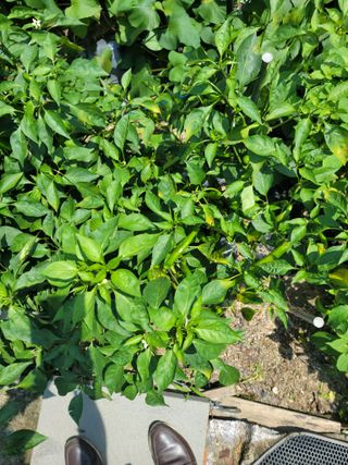 장영진 님의 고추 · 병해충상담 작성글 사진