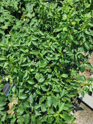 장영진 님의 고추 · 병해충상담 작성글 사진