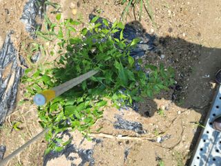 장영진 님의 고추 · 병해충상담 작성글 사진