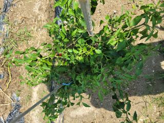 장영진 님의 고추 · 병해충상담 작성글 사진