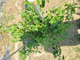 장영진 님의 고추 · 병해충상담 작성글 사진