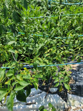 장영진 님의 고추 · 병해충상담 작성글 사진