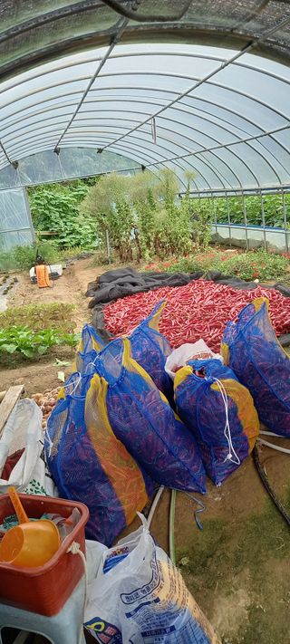 이용호님의 고추 · 일상 작성글 사진