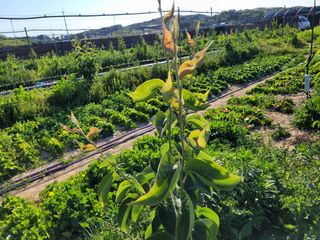 이용선님의 배 · 병해충상담 작성글 사진