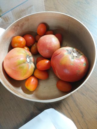 소병찬님의 토마토 · 일상 작성글 사진