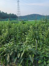 팜모닝 고추·영농일지 게시글 이미지