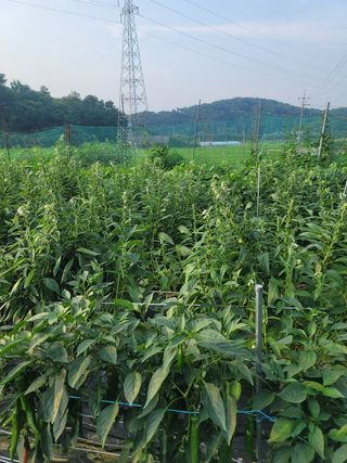 호경기님의 고추 · 영농일지 작성글 사진