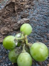 팜모닝 포도·병해충상담 게시글 이미지