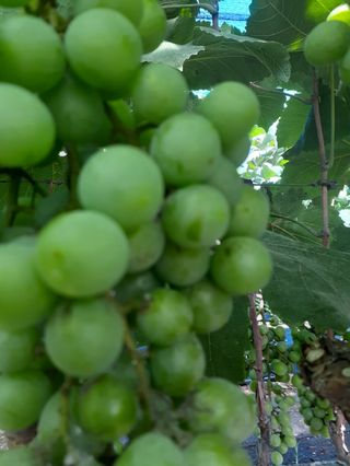 W님의 포도 · 병해충상담 작성글 사진