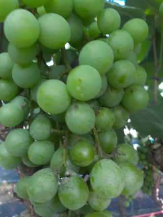 W님의 포도 · 병해충상담 작성글 사진