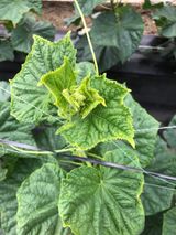 팜모닝 오이·병해충상담 게시글 이미지