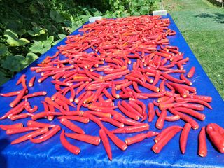 정순경님의 고추 · 일상 작성글 사진