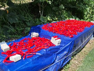 정순경님의 고추 · 일상 작성글 사진