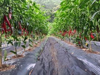 정순경님의 고추 · 일상 작성글 사진