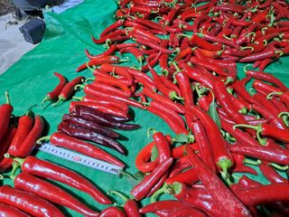 박흠님의 고추 · 수확 작성글 사진