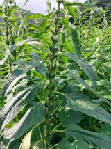 팜모닝 참깨·자유게시판 게시글 이미지