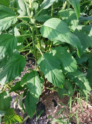 박흠님의 참깨 · 자유게시판 작성글 사진