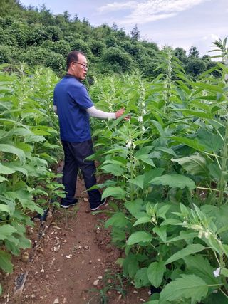 박흠님의 참깨 · 자유게시판 작성글 사진
