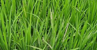 소백산오가피님의 벼 · 자유게시판 작성글 사진