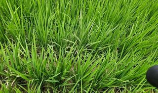 소백산오가피님의 벼 · 자유게시판 작성글 사진