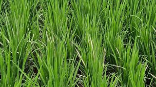 소백산오가피님의 벼 · 자유게시판 작성글 사진