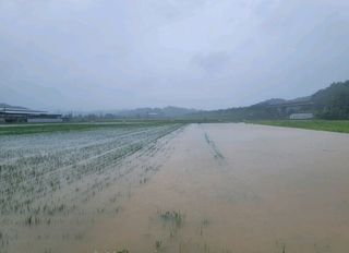 소백산오가피님의 벼 · 자유게시판 작성글 사진