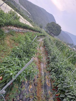 박흠님의 고추 · 수확 작성글 사진