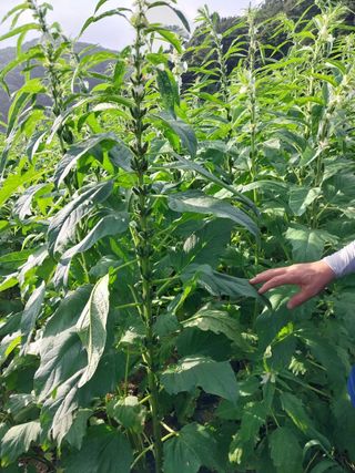 박흠님의 참깨 · 자유게시판 작성글 사진