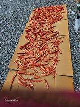 팜모닝 고추·일상 게시글 이미지