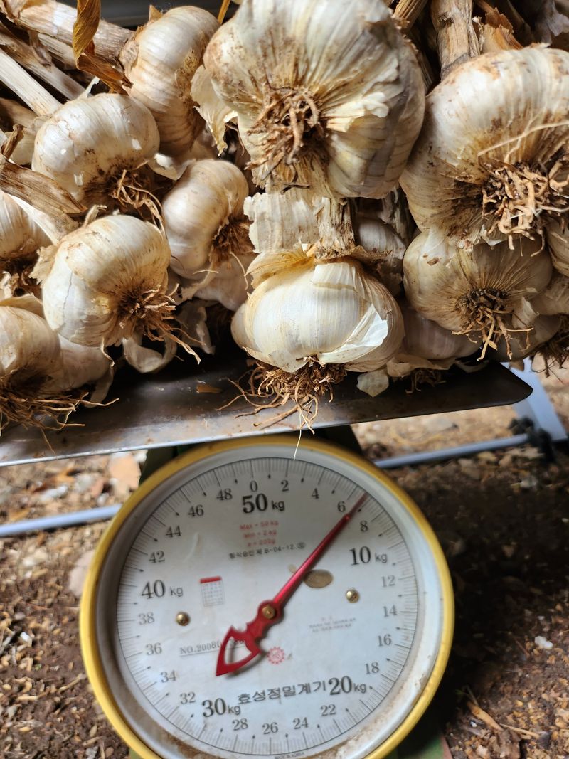 원덕 민병학님의 장터 판매 상품 [무농약 인증 마늘] 첨부 사진