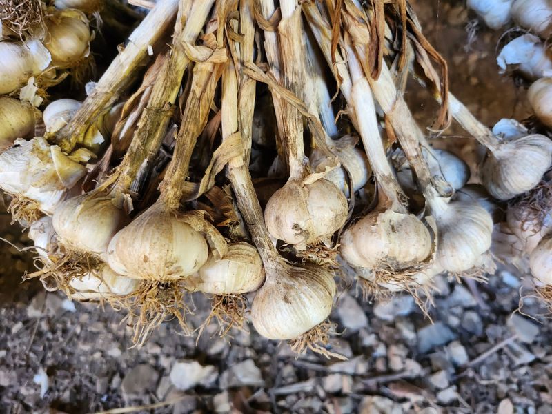원덕 민병학님의 장터 판매 상품 [무농약 인증 마늘] 첨부 사진