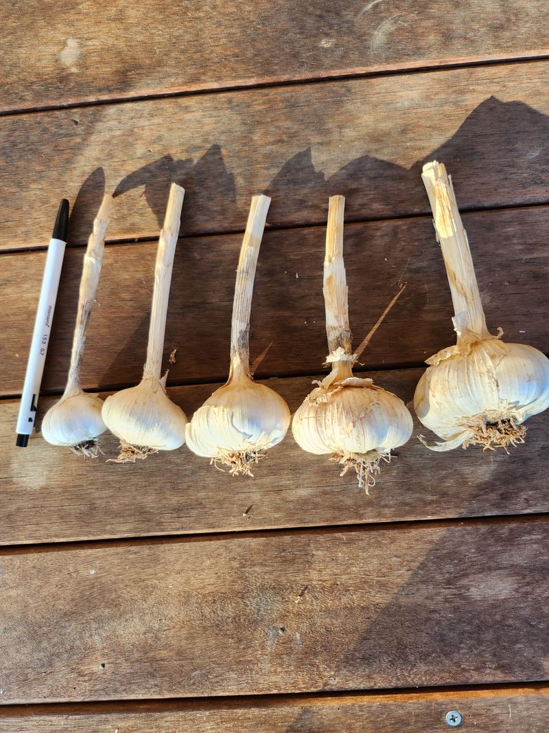 원덕 민병학님의 장터 판매 상품 [무농약 인증 마늘] 첨부 사진