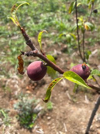 철팽이님의 복숭아 · 병해충상담 작성글 사진