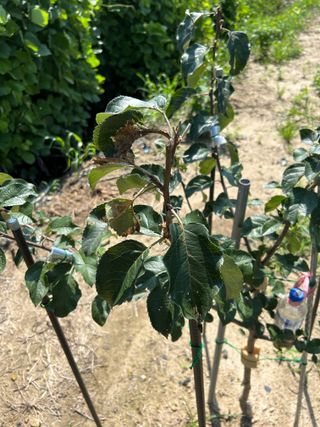 금강농원님의 사과 · 병해충상담 작성글 사진