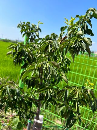 금강농원님의 매실 · 자유게시판 작성글 사진