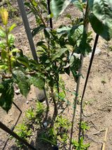 팜모닝 자두·병해충상담 게시글 이미지