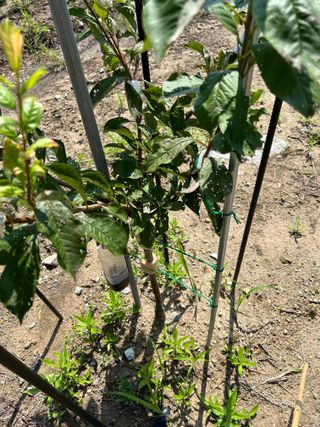 금강농원님의 자두 · 병해충상담 작성글 사진