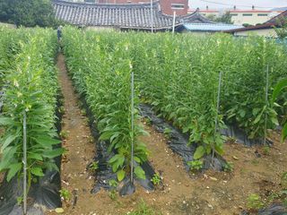 구봉갑산님의 어떤 유기농자재 쓰세요? · 참여글 작성글 사진