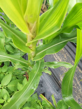 대박🙂🙏님의 옥수수 · 병해충상담 작성글 사진