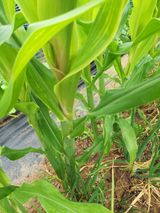 팜모닝 옥수수·병해충상담 게시글 이미지