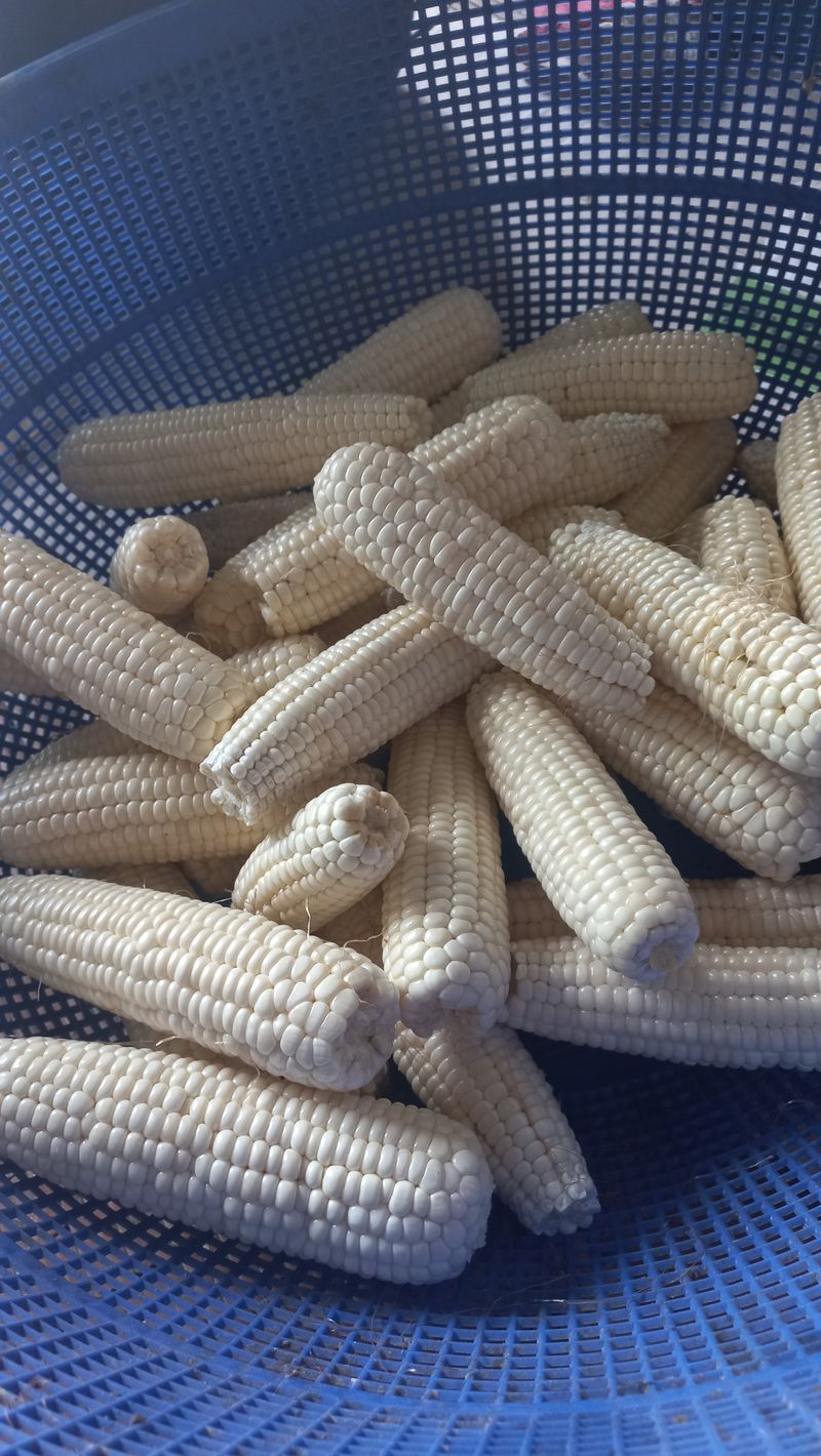 장터 상품 [못난이 찰옥수수ㅡ못생겨도 맛있어요.^^] 썸네일