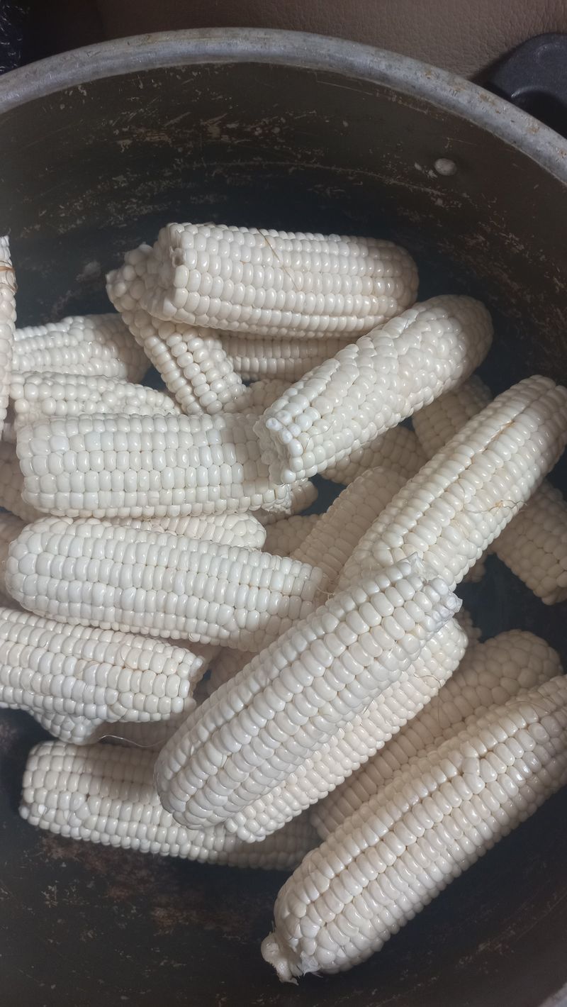 농부의아내님의 장터 판매 상품 [못난이 찰옥수수ㅡ못생겨도 맛있어요.^^] 첨부 사진